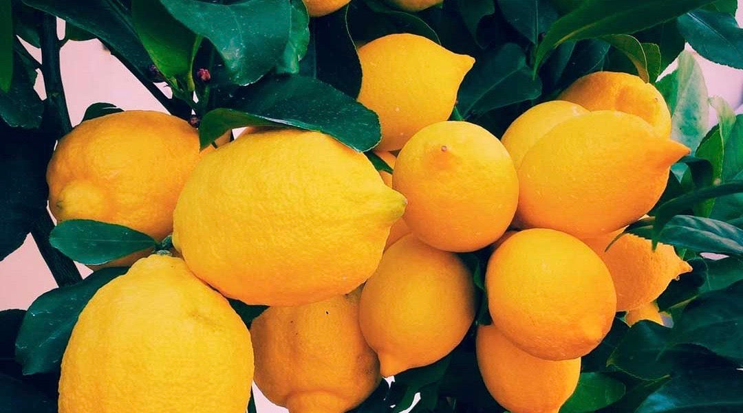 Lemonade Walks