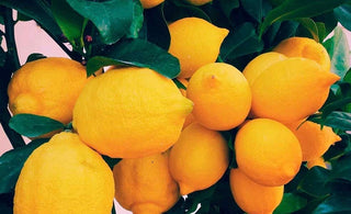 Lemonade Walks